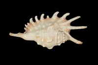 藏品(千足鳳凰螺)的圖片